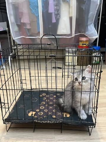 Bsh Mix Persian - photo 3 of 6