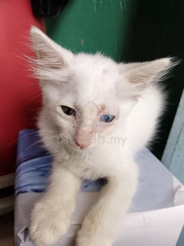 anak kucing  - photo 2 of 2