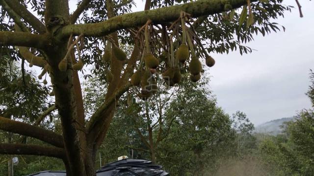 Pahang Raub Durian Farm 1