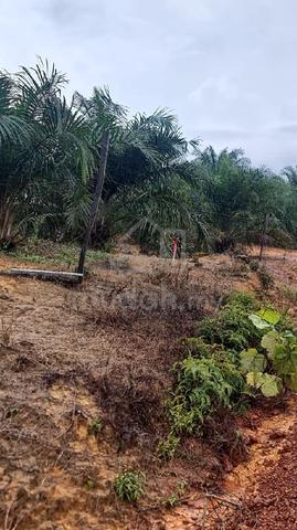 Flat land & young palm oil trees land for sale! 1