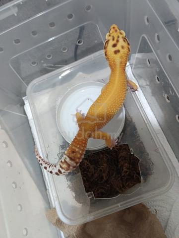 0.1 Leopard Gecko - photo 3 of 4