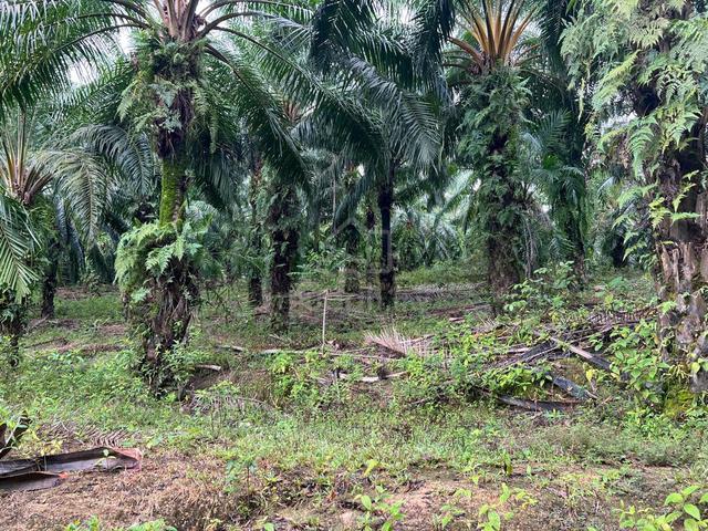 100meter main road enter 24.5 acres Palm Oil Agri land 大路100米进油棕芭24.5亩 1