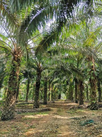 Agriculture Land For Sale Residential Zone 1