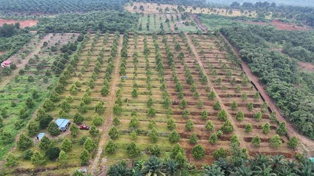 Durian Farm For Sale Pagoh, Muar 1