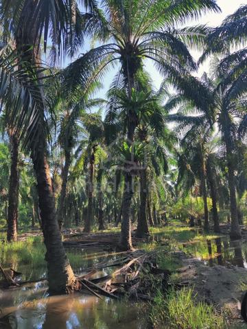 TANAH LOT UNTUK DIJUaL – PARIT 8 SUNGAI BESAR (MURAH & BERBALOI!) 🌴🌊 1