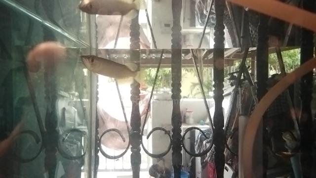 Carousel Image