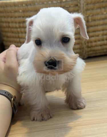SCHNAUZER MINIATURE PUPPIES S122🌻 雪纳瑞 Available - photo 2 of 4