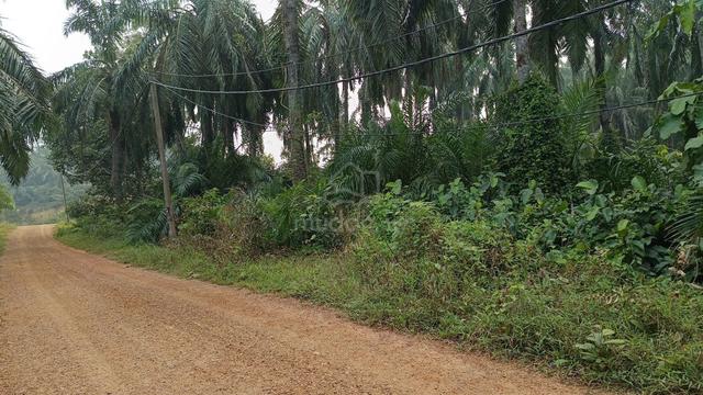 TANAH UNTUK DIJUAL||Gemencheh Tampin||AGRICULTURE LAND!!! 1