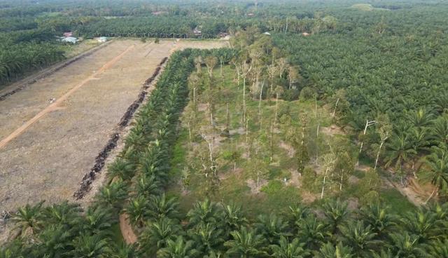 Muar Pulau Penarik 2.62 acres Agricultural Flat Land with Durian Trees 1