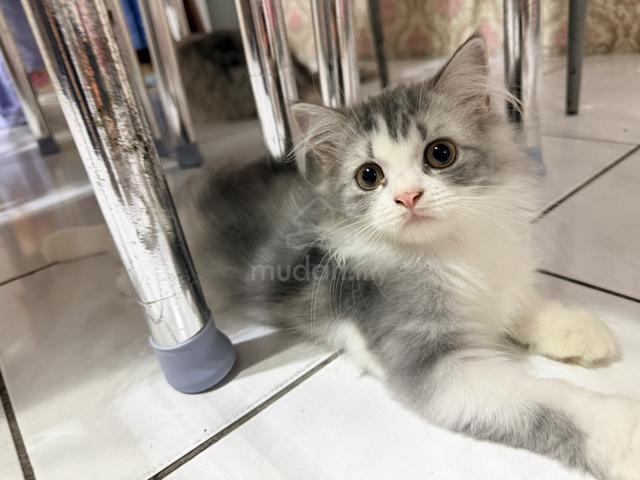 BSH Mix Persian Kitten to Rehome - photo 4 of 5