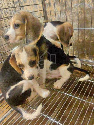 Carousel Image Selected