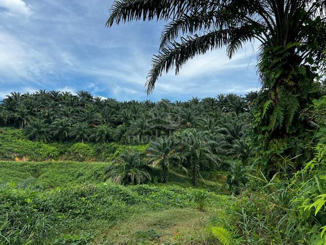 Palm Oil Land CL800 Acres Ulu Membakut KK Sabah 1