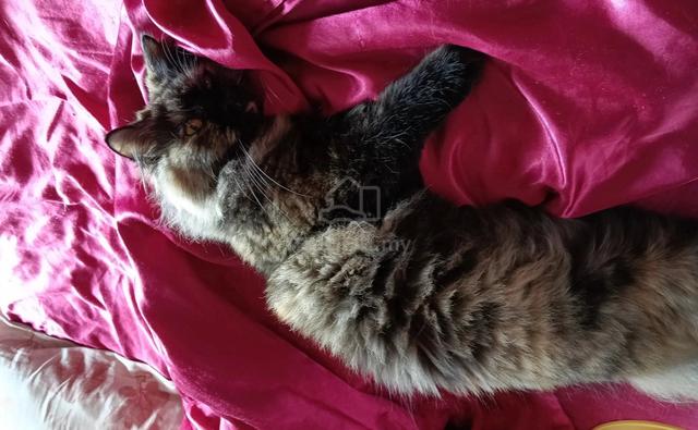 Carousel Image