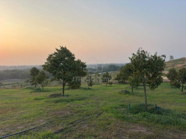 1.2 Acres Freehold Beautiful Durian Land-Batang Berjuntai Selangor 1