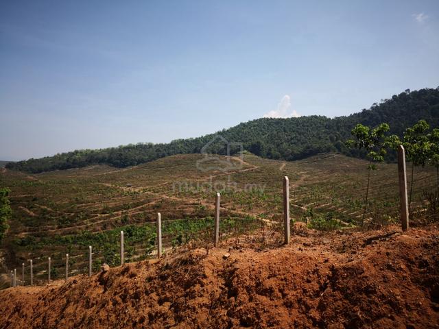 Sungai Petani palm oil estate for sale freehold 1