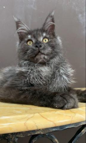 Carousel Image Selected