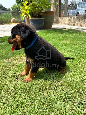 Rottweiler puppies 🐶🐾 - photo 3 of 4