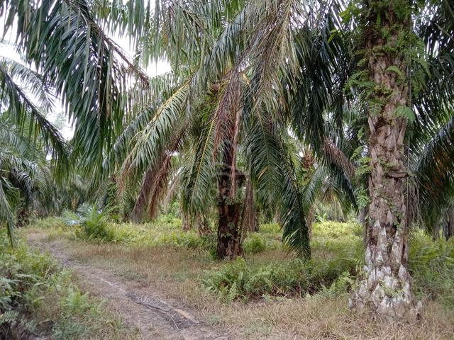 Tanah 3 ekar [Freehold, Non-bumi], Bt.2 Sepintas, Sabak Bernam 1