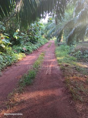 Tanah Kelapa Sawit Utk Dijual  1