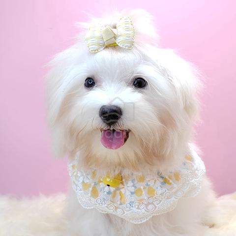 Carousel Image Selected