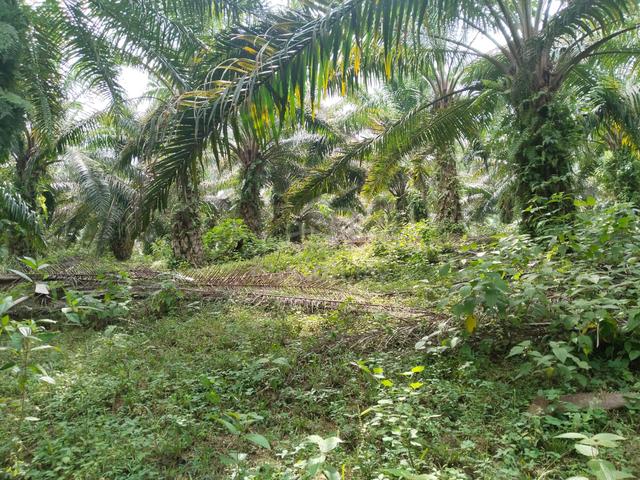 4.19 acres First Lot Palm oil land at Gelung pepuyu, Ayer Tawar, Perak 1