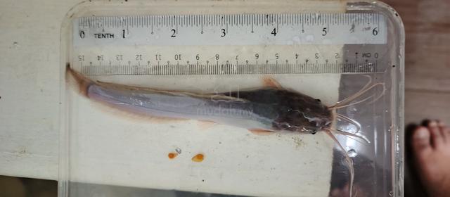 Anak ikan keli, anak keli, cat fish - photo 3 of 3