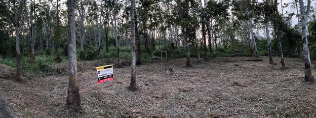 Kebun Getah di Hutan Lembah 3