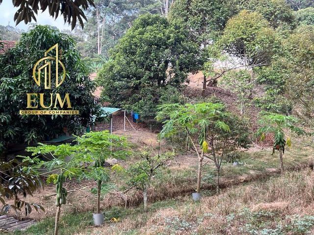 Freehold Old Durian Farm With Bird Nest House Jelebu Negeri Sembilan 1
