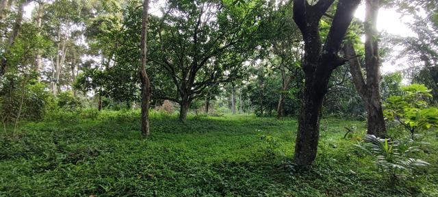 Kebun Buah 2.15 ekar untuk disewa Tiang Dua, Ayer Molek, Melaka 1