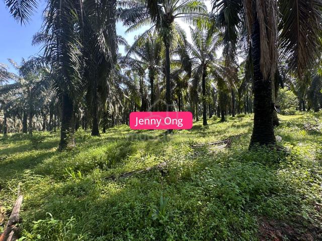 Agriculture Land At Jitra,Kedah For Rent 1