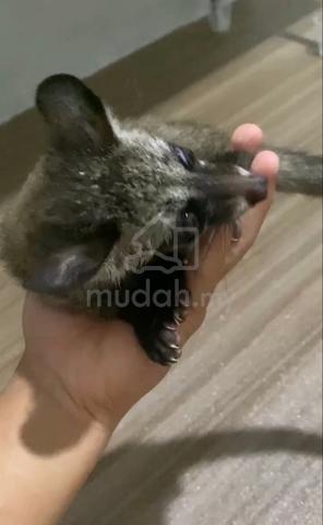 Musang pandan - photo 2 of 2