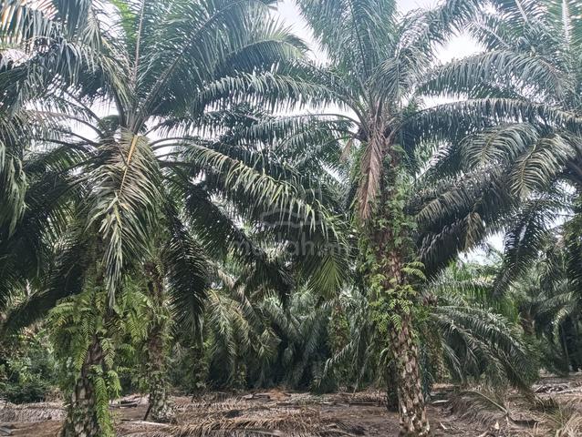 Mersing Jemaluang 260 Acre Oil Palm Land w Harvest Rm165k per acre 1