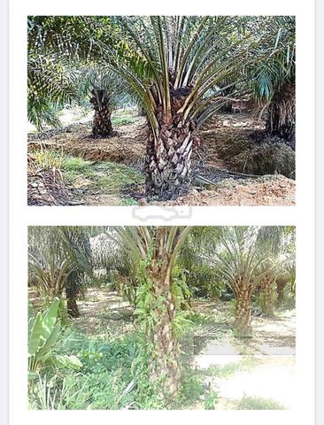 Oil Palm Estate with Mill for Sale 3