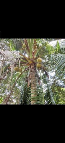 Tanah berserta hasil pokok kelapa untuk disewakan 3