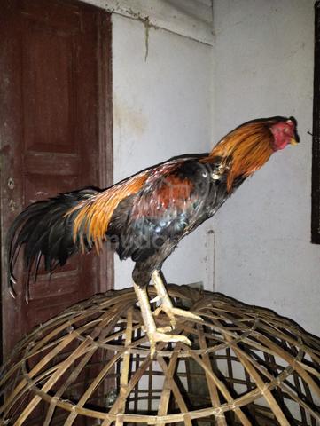 ayam jalan - photo 2 of 2