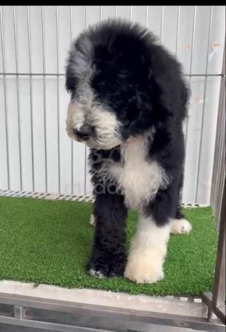 Giant Poodle - photo 3 of 3