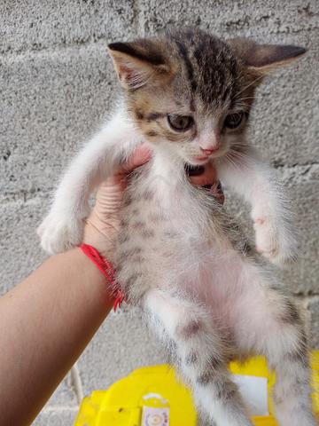 BSH mix Kitten  - photo 3 of 3