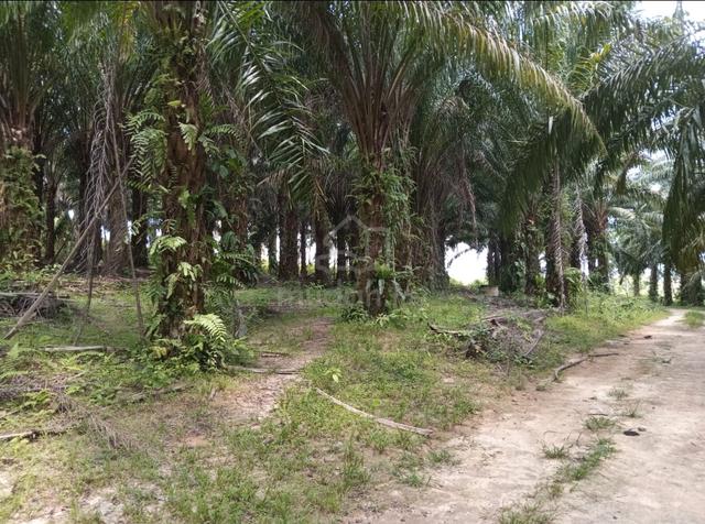 tanah non bumi murah di alor gajah 1
