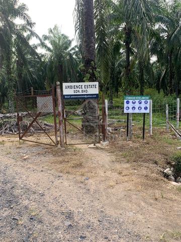 Prime oil Palm Land- IMMEDIATE INCOME, NO 3-YEAR WAIT!!! 1