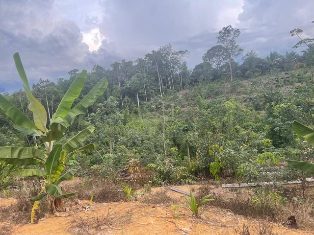 NT 7.43 ekar di Kg. Narawang 1