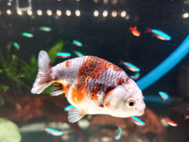 Ranchu Goldfish - photo 5 of 6