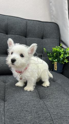 西高地女
Westie
Female
F-4
Dob : 20-08-26 - photo 2 of 4