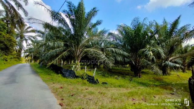 10 Ekar Non Bumi Sawit Rembau (TEPI JALAN+INFRA MUDAH+BERBUAH) 3