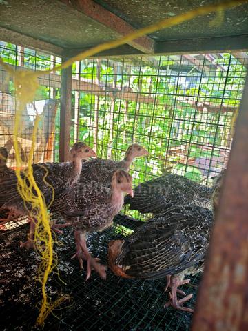 Anak Belanda / Turkey  - photo 2 of 4