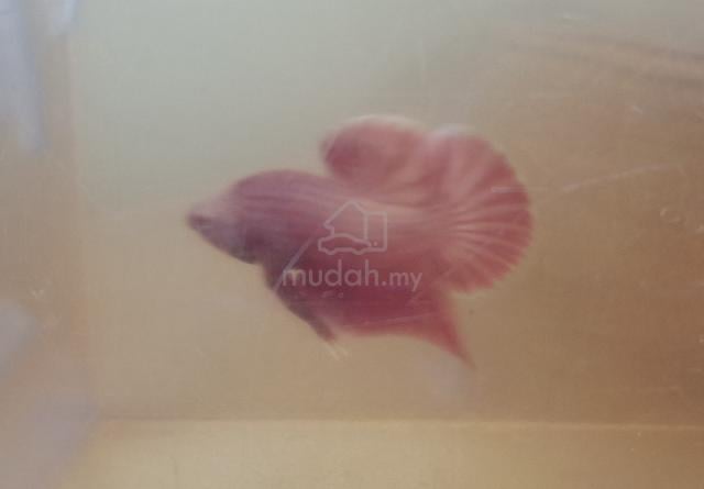Carousel Image