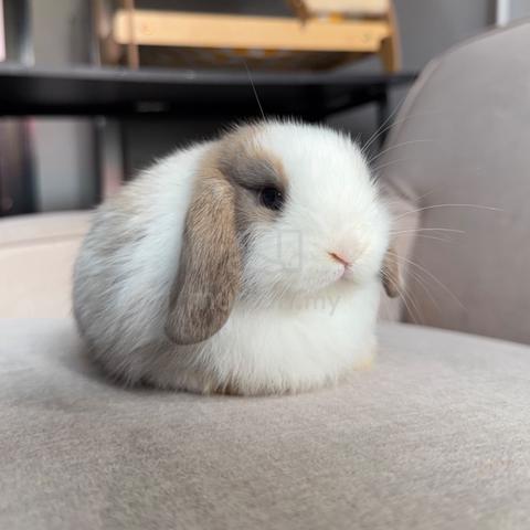 Holland lop bunny ear lop rabbit arnab - photo 2 of 2