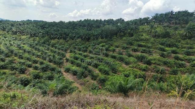 Land For Sale 1526 Acres @ Pagoh Muar 1