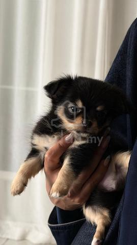 black and white Chihuahua ~1 - photo 3 of 6