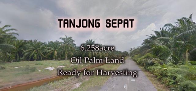 Tanjong Sepat Oil Palm Land 6.258acre Ready For Harvesting 1