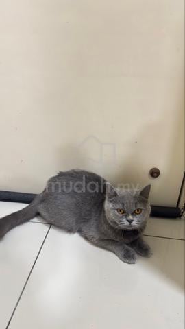 Bsh / British Short Hair - photo 2 of 2